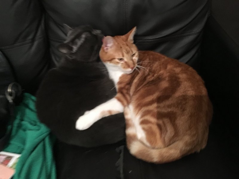 chat suresnes