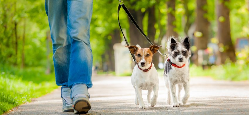 Garde d'animaux, dogsitting à Montpellier